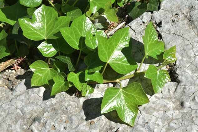پیچک استرالیایی (Austrailian ivy)